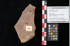 Foto (Objekt + Etikett) von Myrica lignitum Unger (NHMW-GEO-2024-0188-0497)